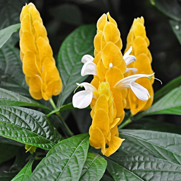 Yellow Lollipop Flowering Live Plant