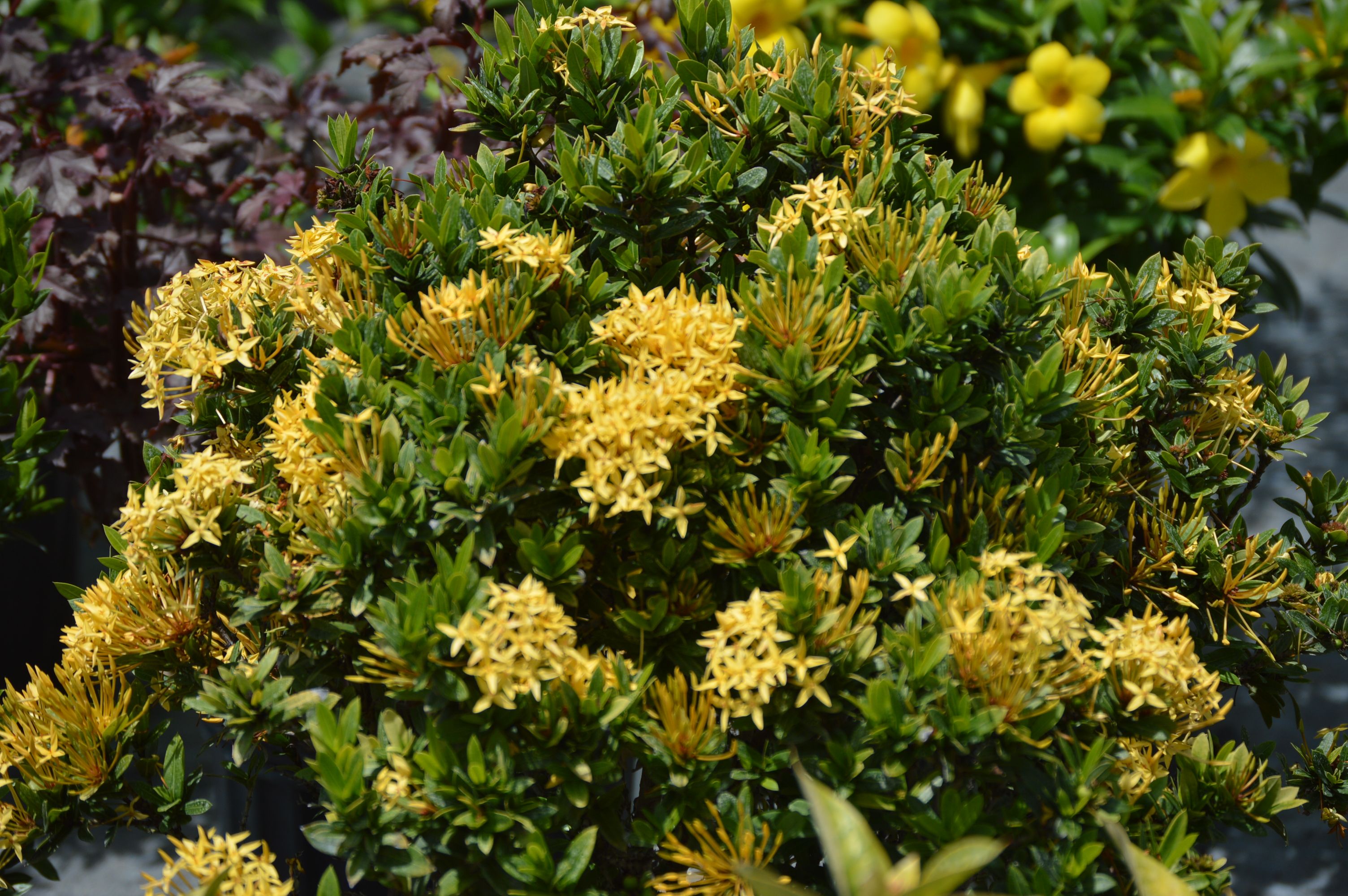 Dwarf ixora deals