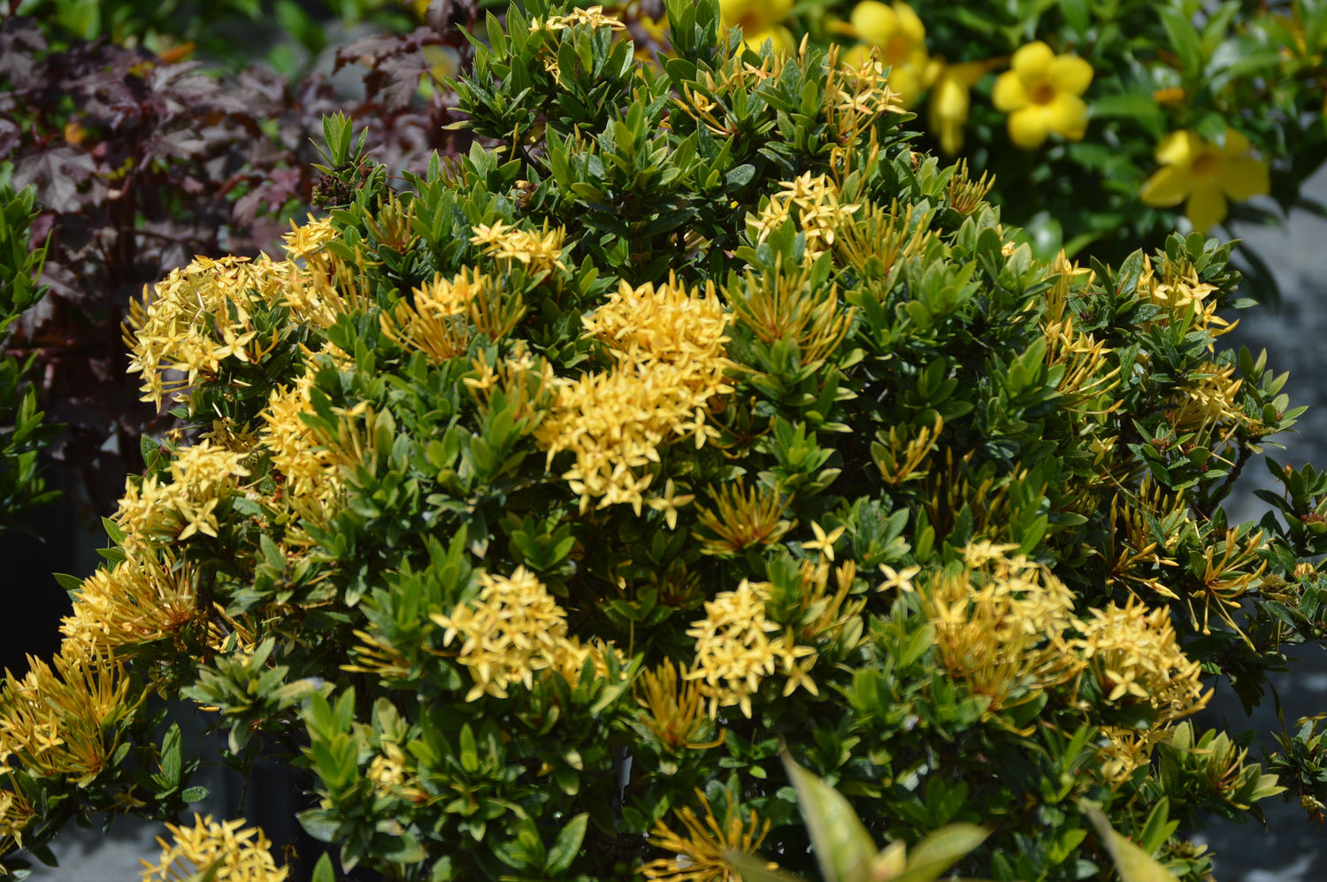 Dwarf Ixora Yellow All Time Flowering Live Plant