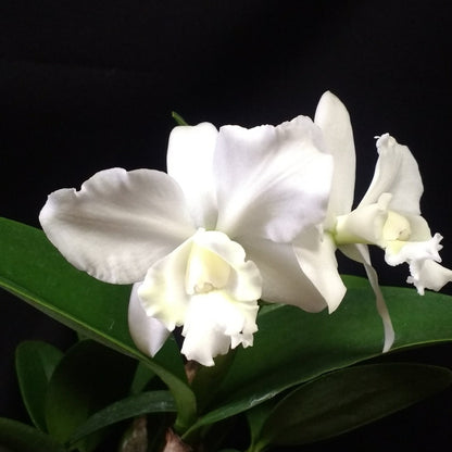 Cattleya Dolosa Var Alba