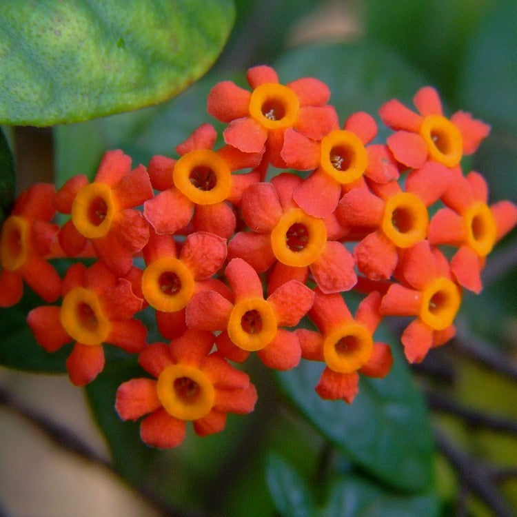 Fragrant Panama Rose (Rondeletia odorata) Flowering Live Plant