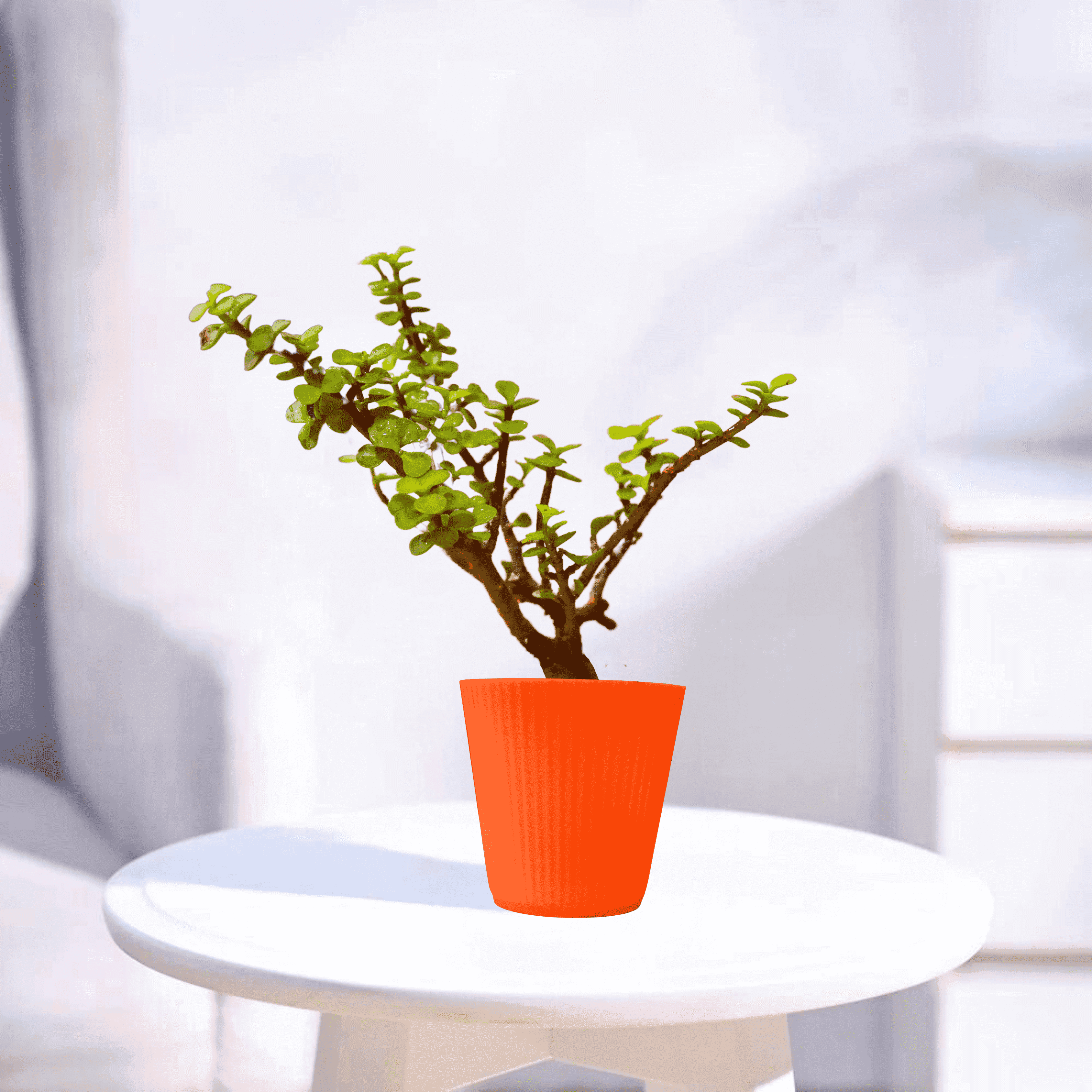 Mini Jade | Indoor Plant
