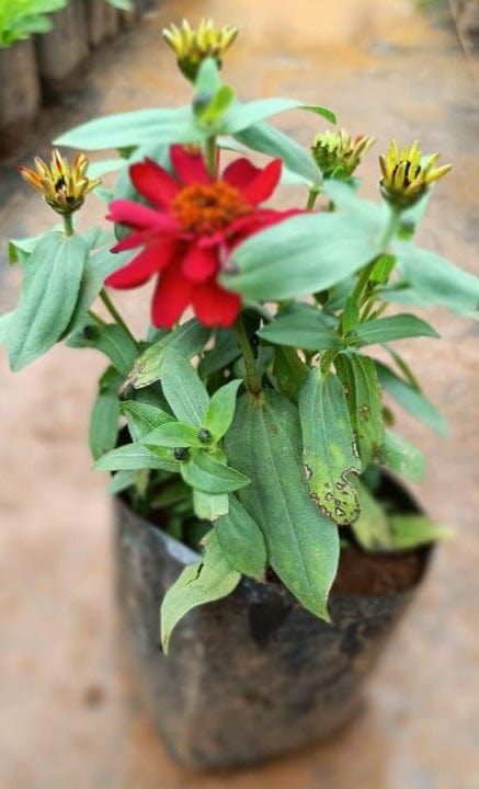 Multi Petal Deep Red Dwarf Zinnia Flowering Live Plant