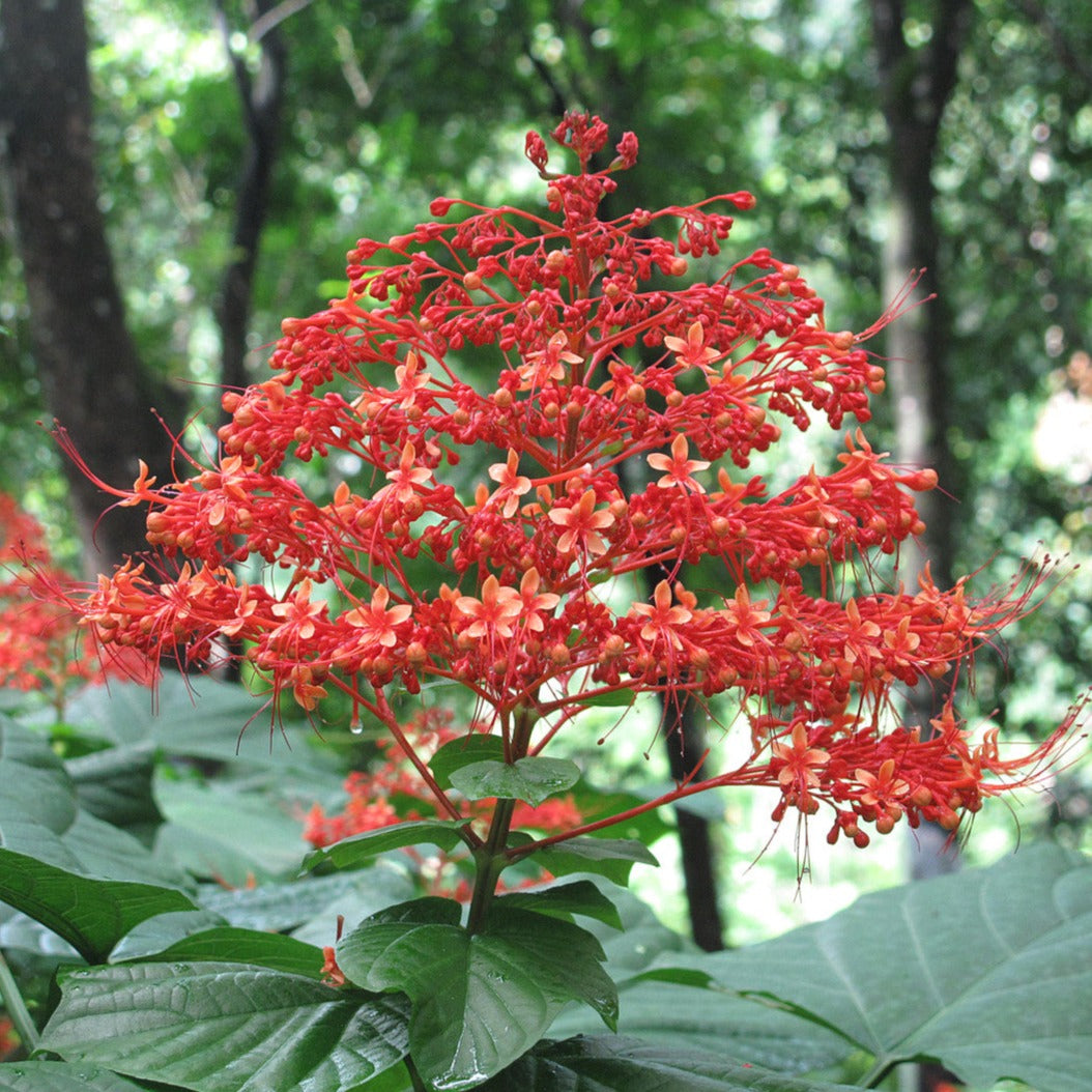 Krishnakireedam (Clerodendrum paniculatum) Flowering Live Plant