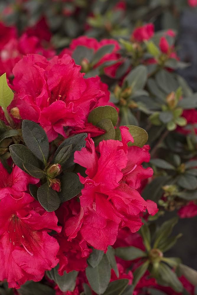 Red Azalea Ruffle (Rhododendron simsii) Rare Flowering Live Plant