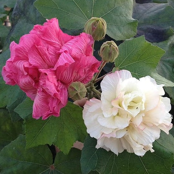 Colour Changing Rose (Hibiscus mutabilis) All Time Flowering Live Plant