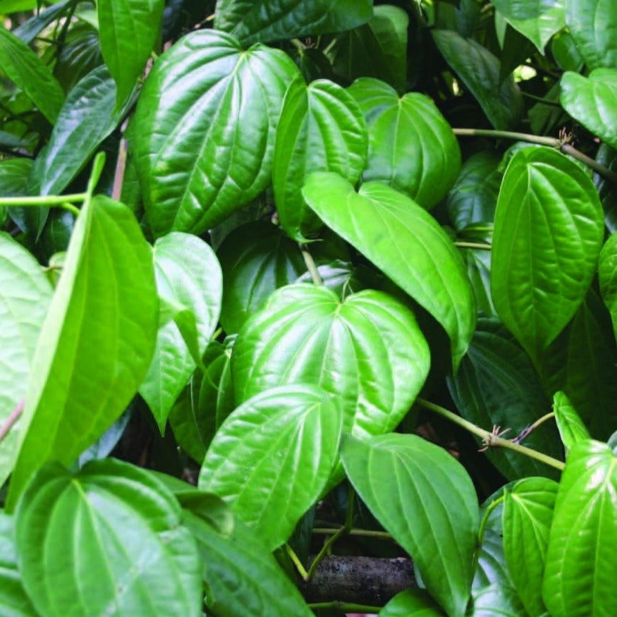 Betal Leaf (Krishna Vetila) Live Plant