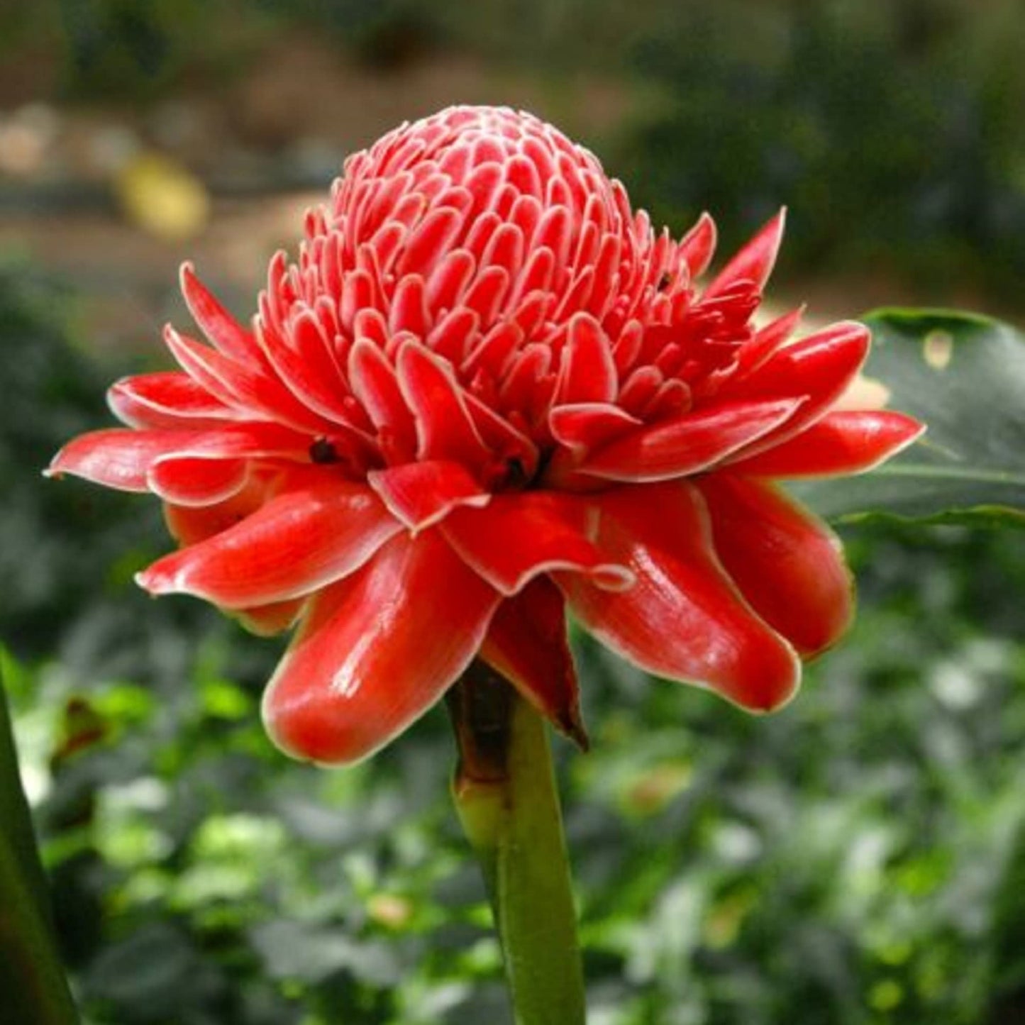Red Torch Ginger Flowering Live Plant