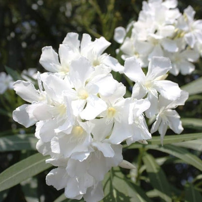 Arali White Single Petal (Nerium oleander) All Time Flowering Live Plant