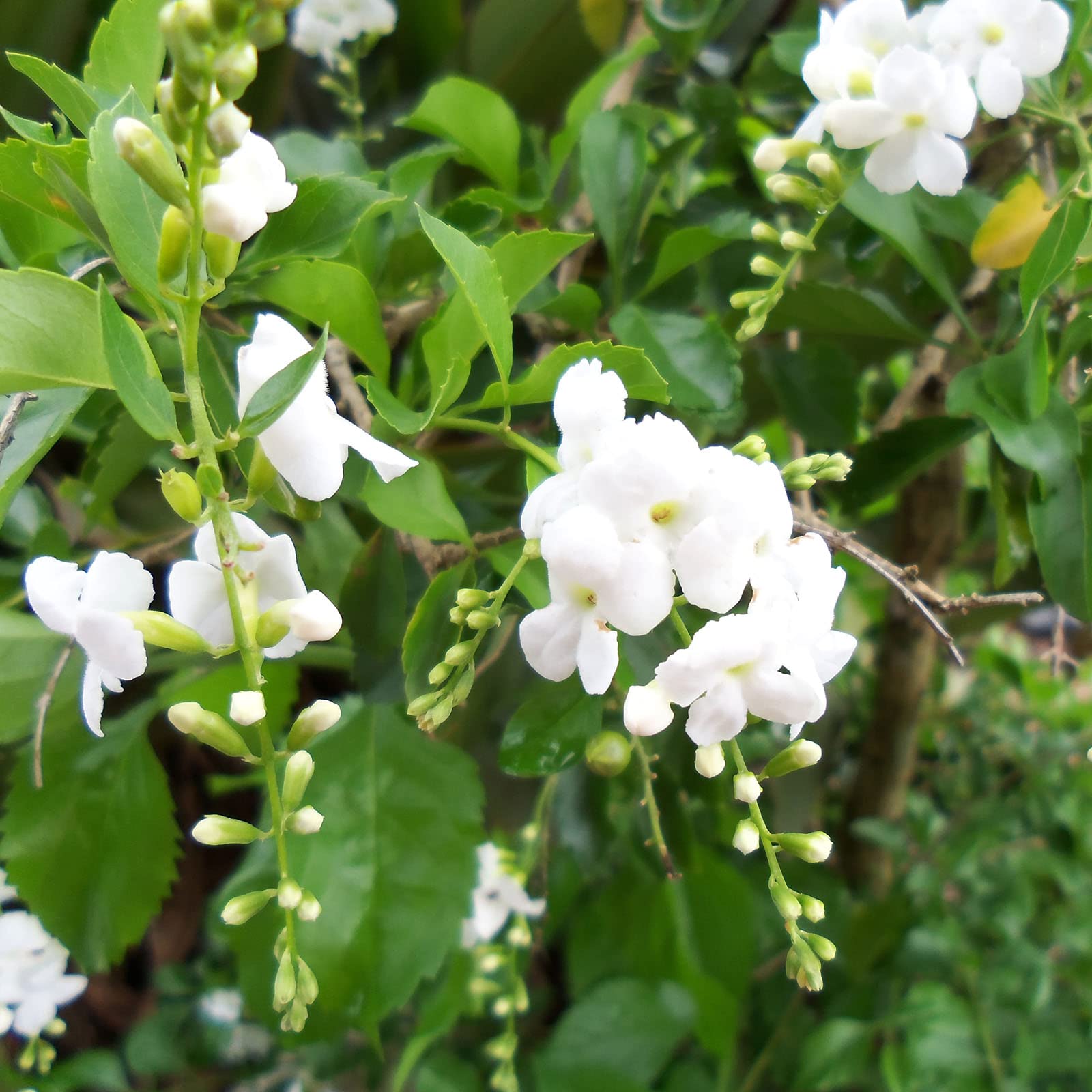 Duranta Erecta White Flower with Green Leaves Ornamental Live Plant