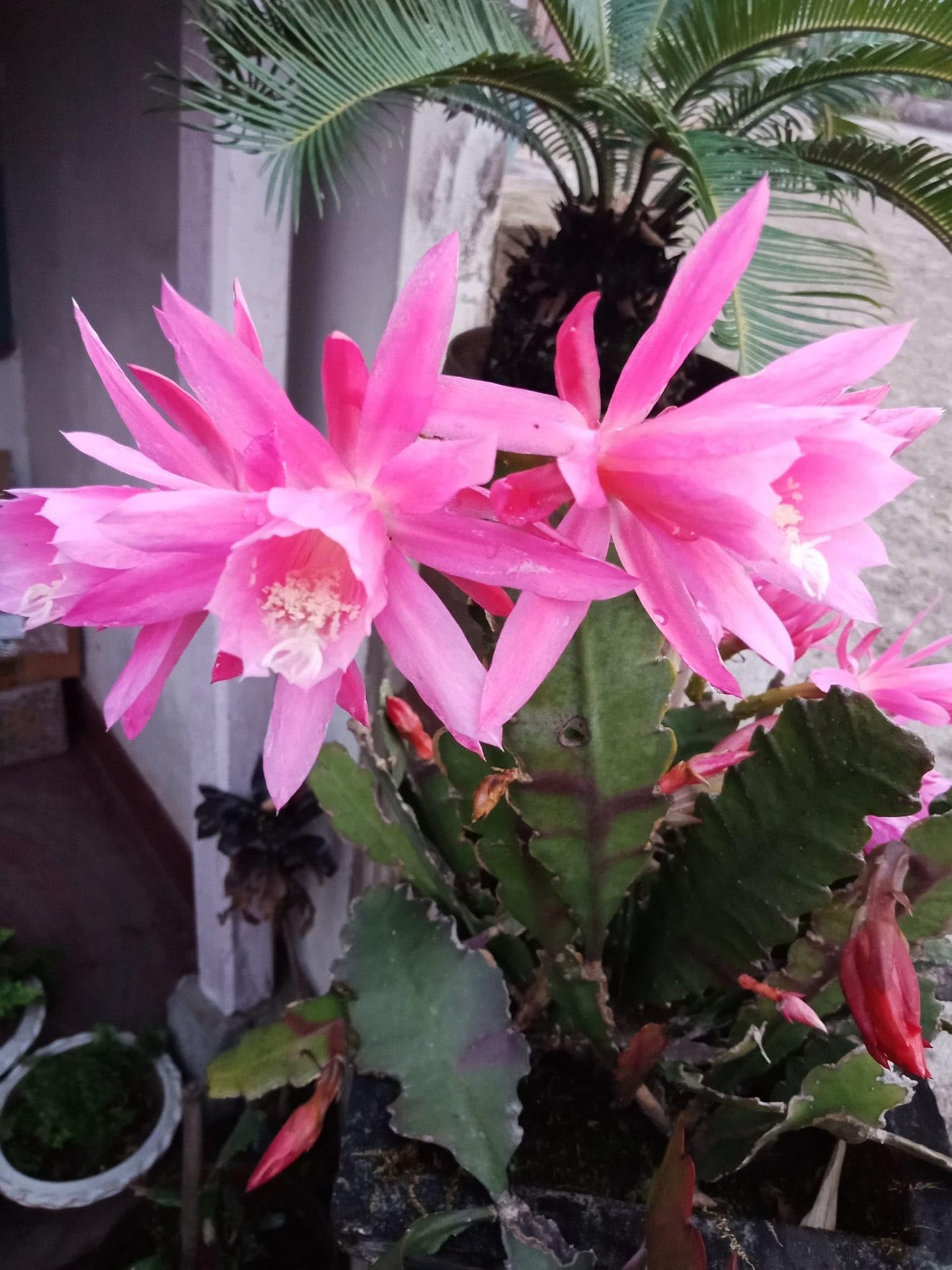 Brahma Kamal - Pink (Saussurea obvallata) Flowering Live Plant with Pot