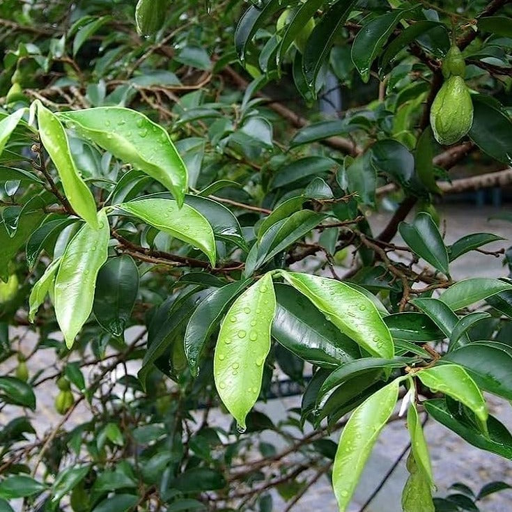 Agarwood (Oud,Oodh) Perfume Tree Live Plant