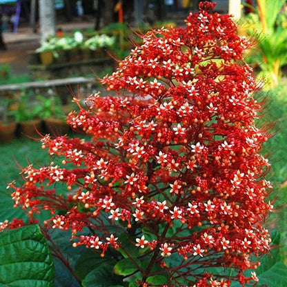 Krishnakireedam (Clerodendrum paniculatum) Flowering Live Plant