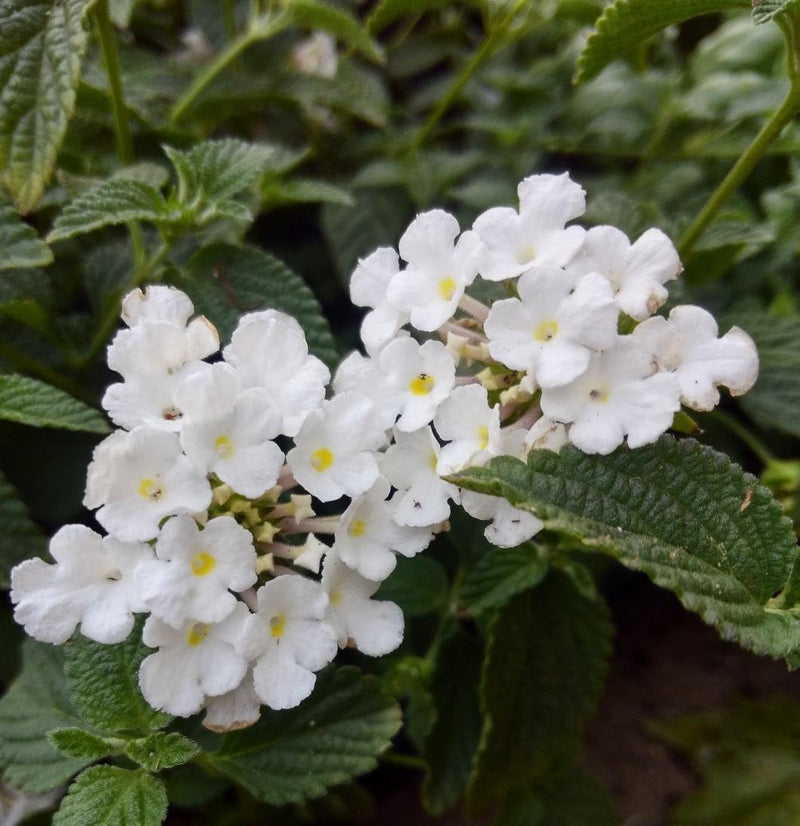 Lantana White (Shrub Verbena) All Time Flowering Live Plant