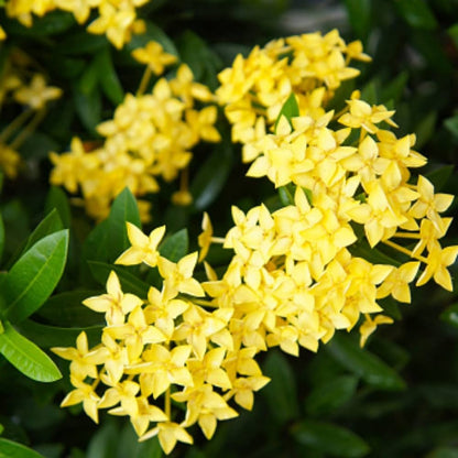 Ixora Yellow All Time Flowering Live Plant