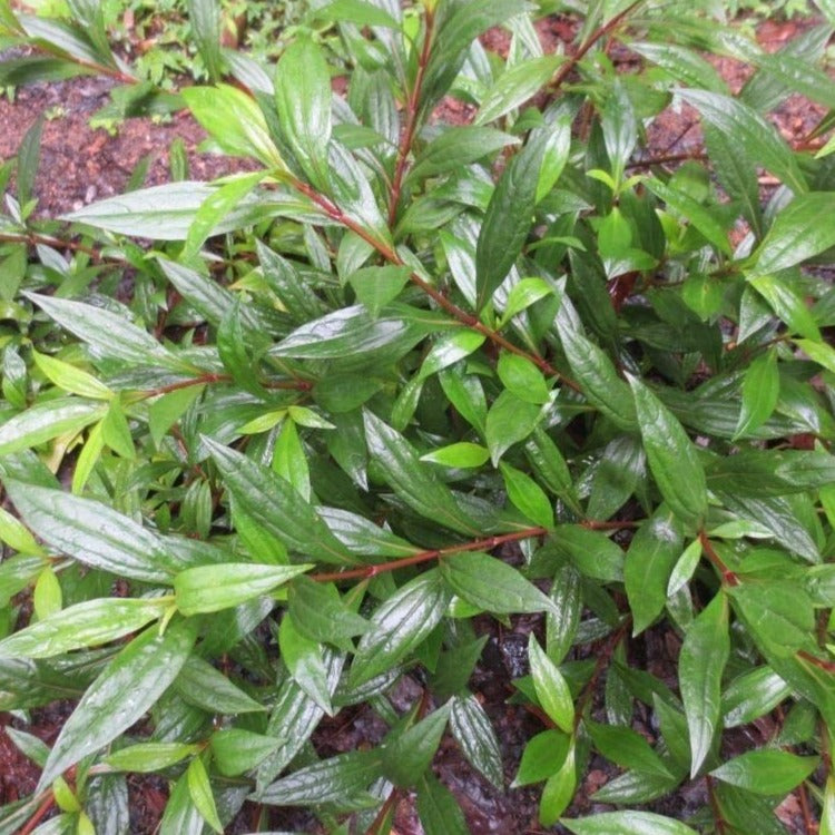 Mrithasanjeevani (Ayapana triplinervis) Medicinal Live Plant