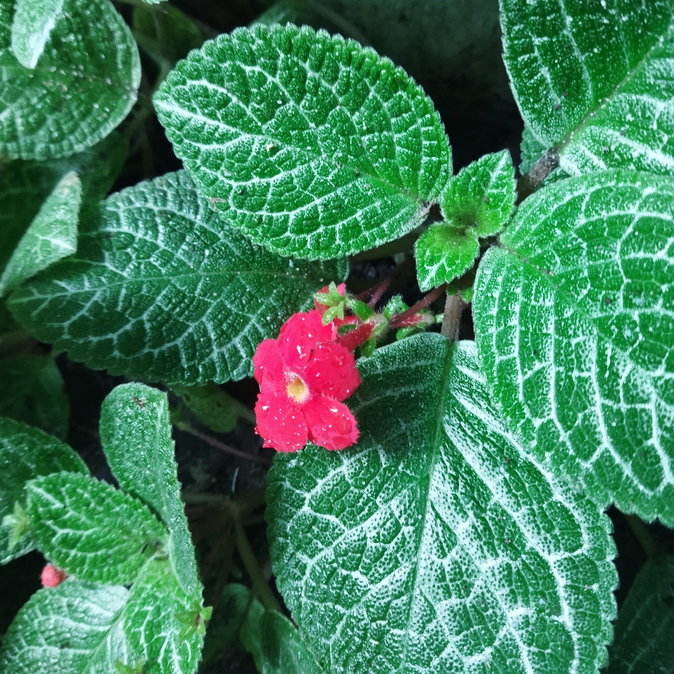 Episcia Cupreata Red (Hanging) All Time Flowering Live Plant