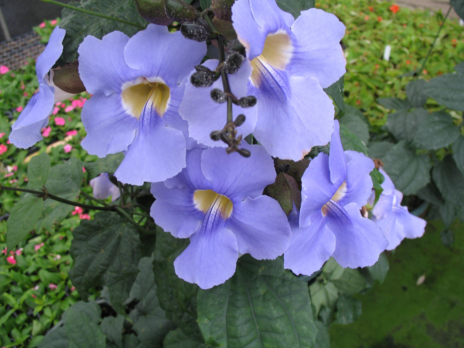 Blue Trumpet Vine (Thunbergia grandiflora) All Time Flowering Live Plant