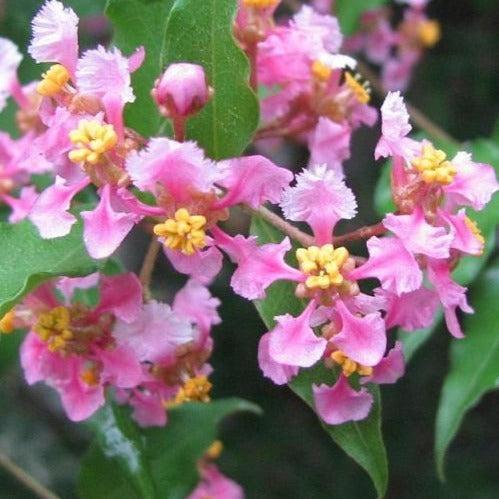 Malpighia Glabra Pink Flowering Live Plant