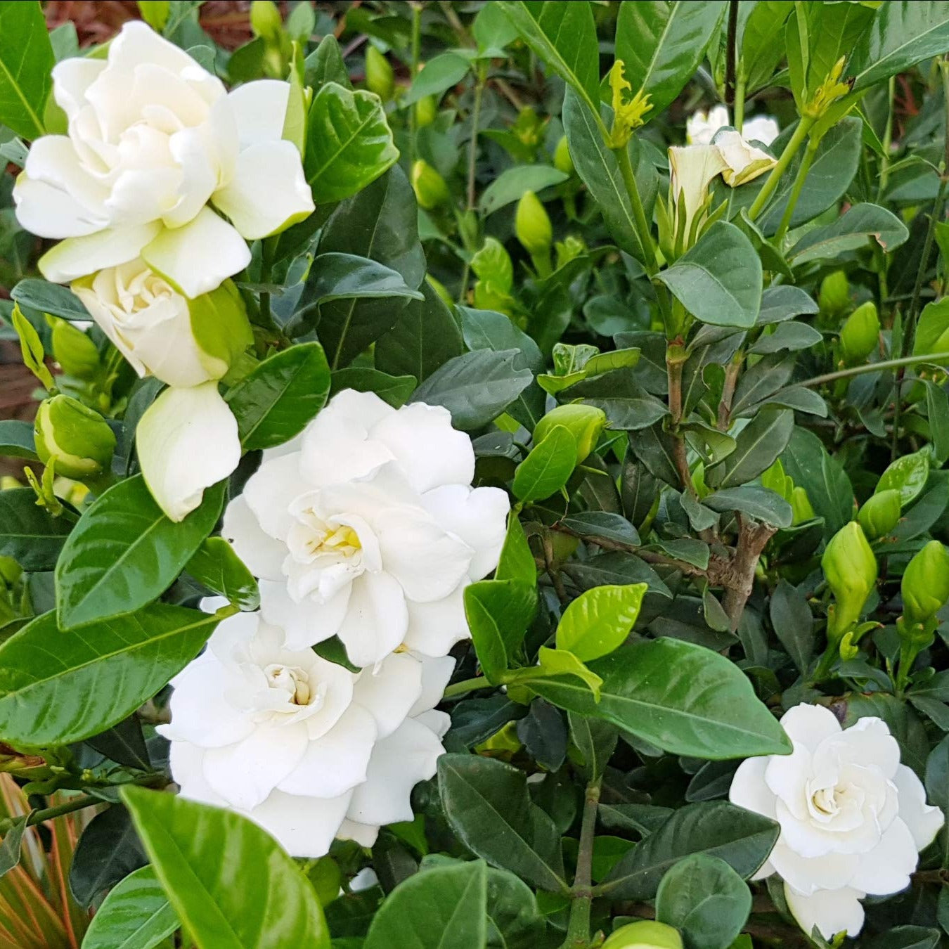 Gandhraj / Gardenia Cape Jasmine (Paarijatham) Highly Fragrant All Time Flowering Live Plant