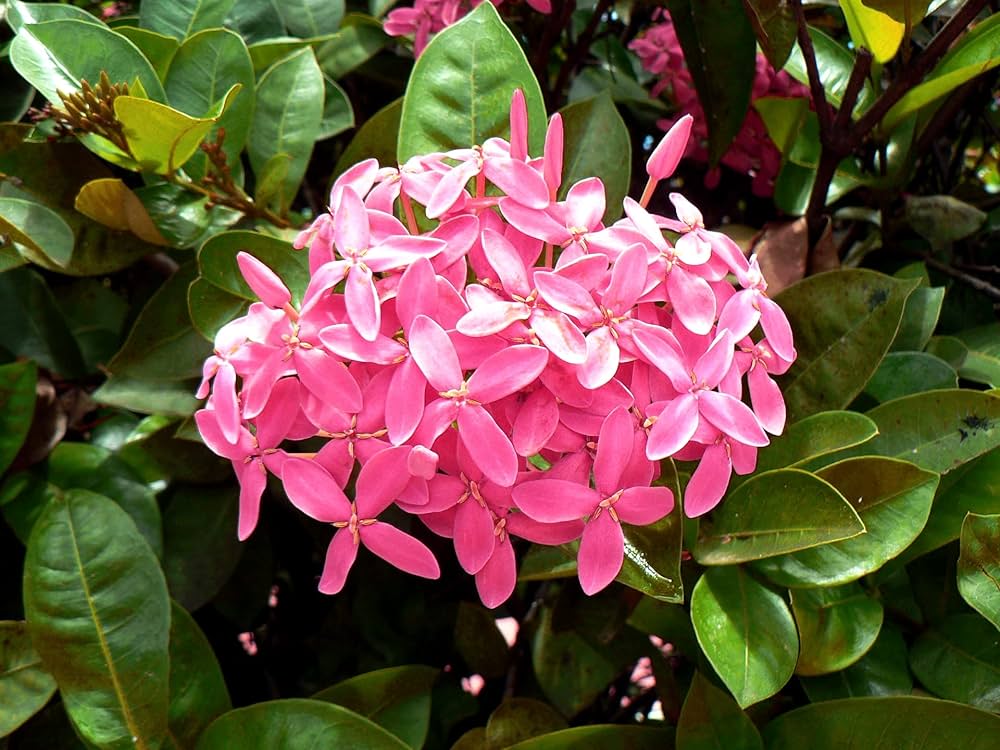 Ixora Pink All Time Flowering Live Plant