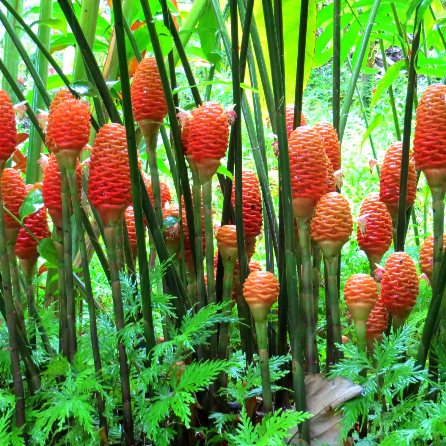 Shampoo Ginger Lily Flowering Live Plant