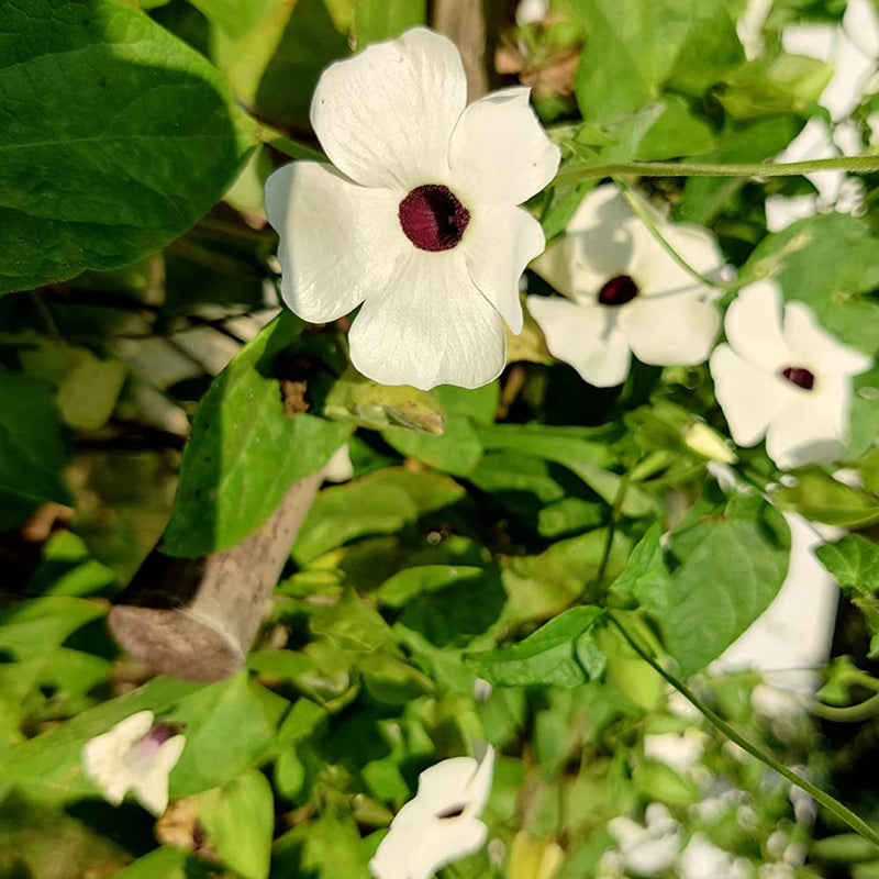 Black Eyed Susan White (Thunbergia Alata) Rare Flowering Live Plant