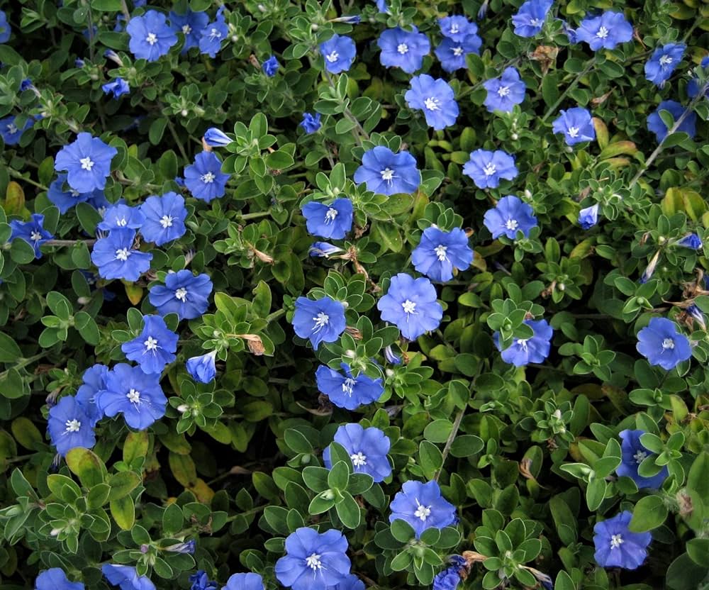Blue Daze (Evolvulus nuttallianus) All Time Flowering Live Plant