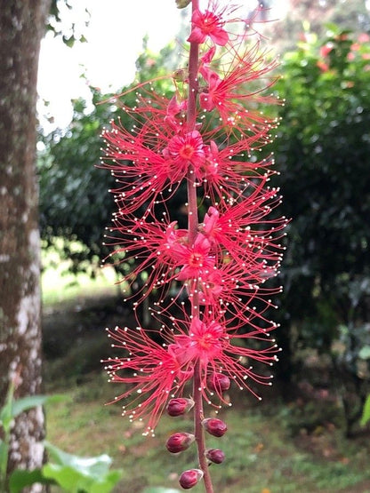 Barringtonia Acutangula Indian Oak Tree (Red Flower) Plant