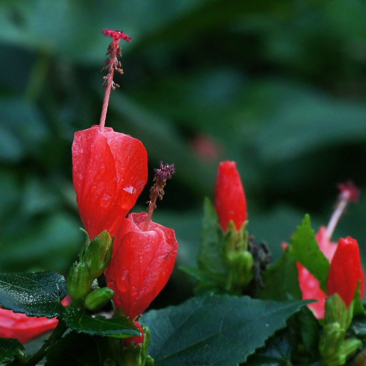 Miniature Sleeping Hibiscus Red (Malvaviscus arboreus) Flowering Live