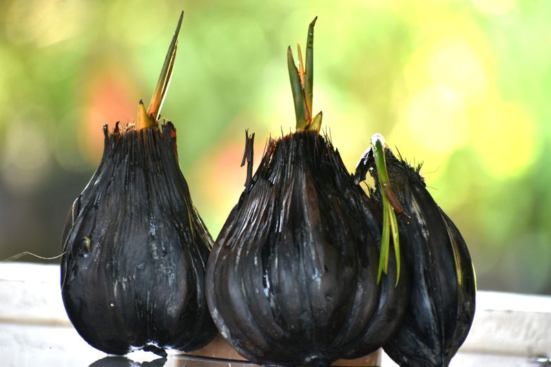 Nipa Palm Live Plant (Nypa Fruticans)