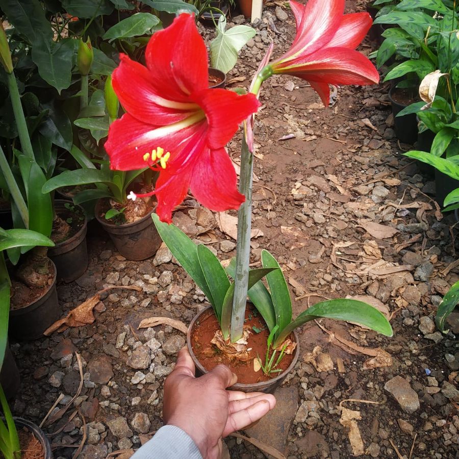 Red Lilly (Amaryllis) Flowering Live Plant