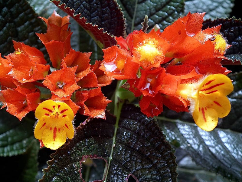 Chrysothemis Pulchella (sunset bells) All Time Flowering Live Plant