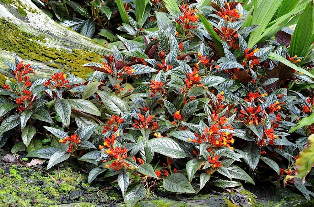 Chrysothemis Pulchella (sunset bells) All Time Flowering Live Plant