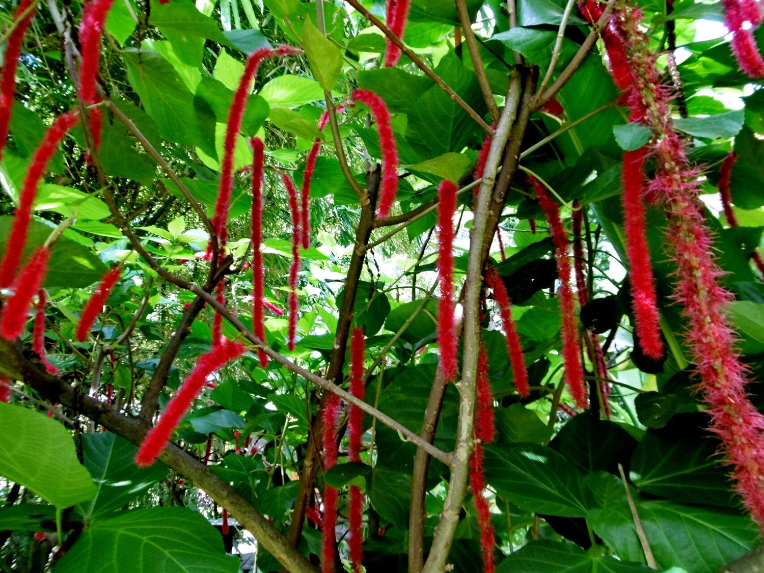 Monkey Tail (Acalypha hispida) Flowering Live Plant