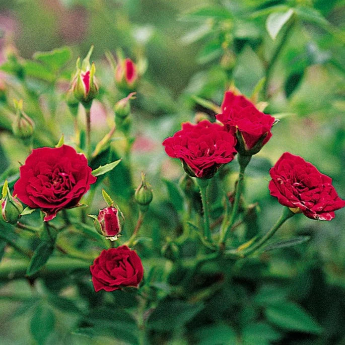 Red Creeper/Climber Rose Live Plant