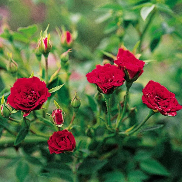 Rose Red Plant