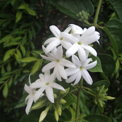 Nithyakalyani (Jasminum multiflorum) Highly Fragrant Flowering Live Plant