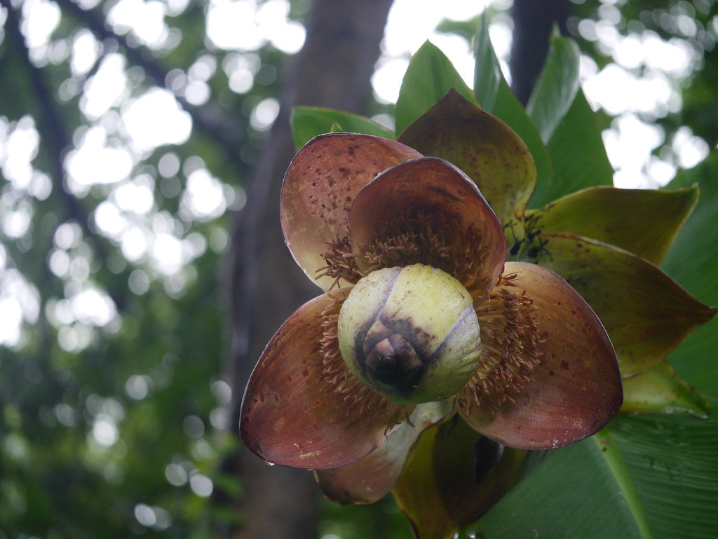 Ensette superbum (Kalluvazha) Rare Fruit Live Plant