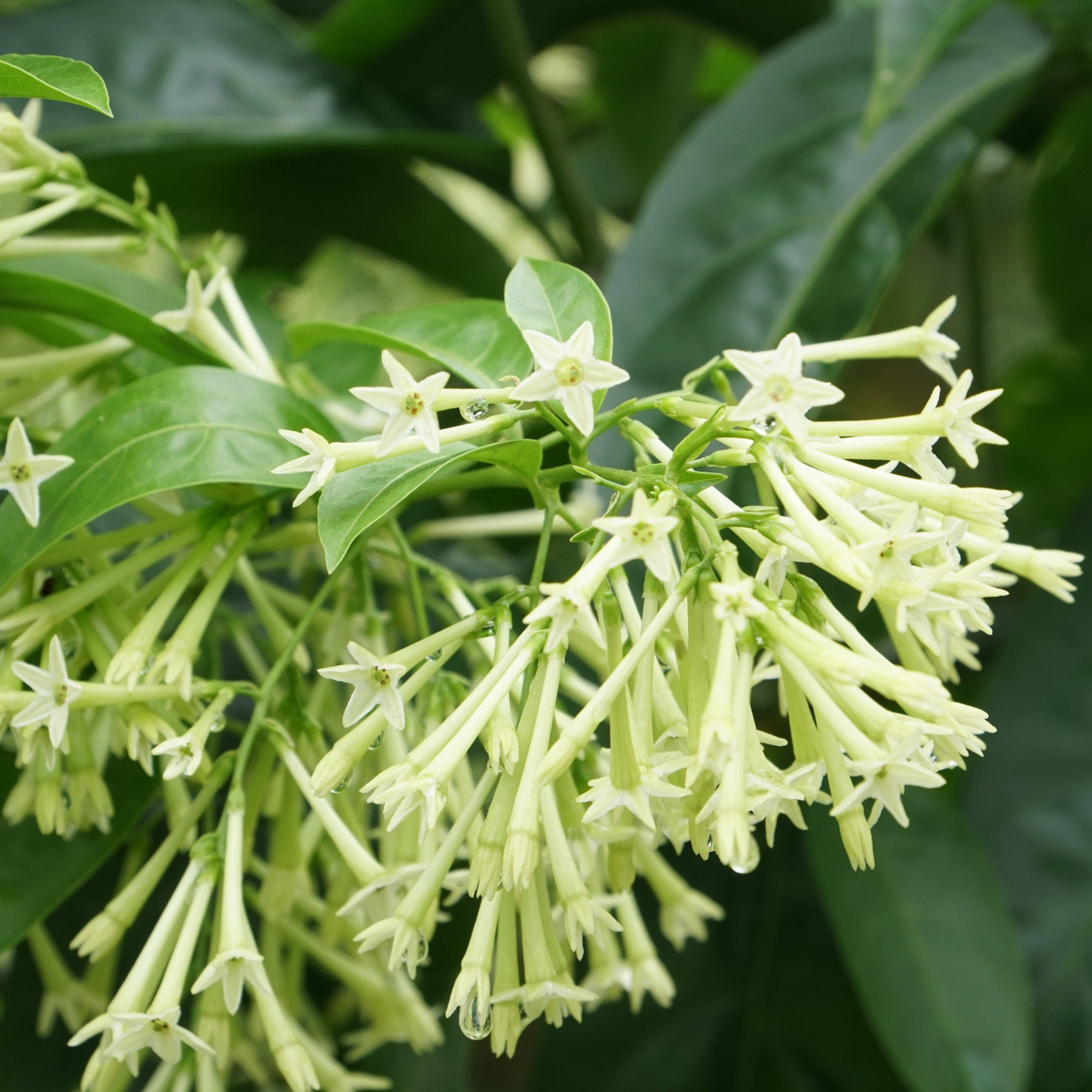 Night Blooming Jasmine White (Cestrum nocturnum) Flowering Live Plant