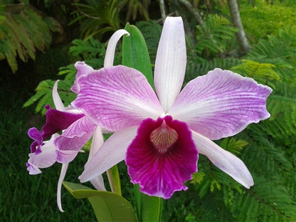 Cattleya Purpurata Var Striata