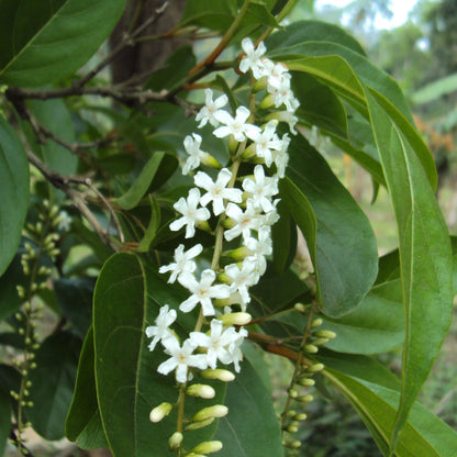 Chithraxylam Spinosum Fragrant (Fiddlewood) Flowering Live Plant