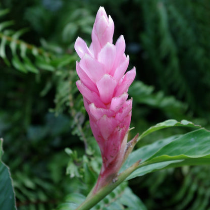 Alpinia Ginger Pink Flowering Live Plant