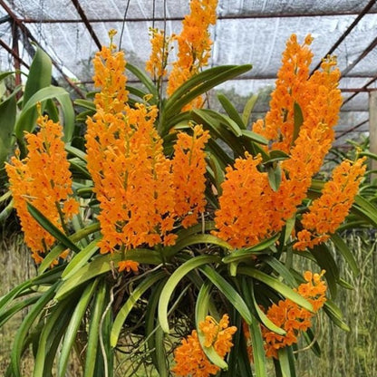 Ascocentrum Miniatum (Blooming Size)