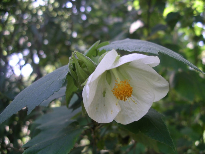 White Lantern Hibiscus Flowering Live Plant