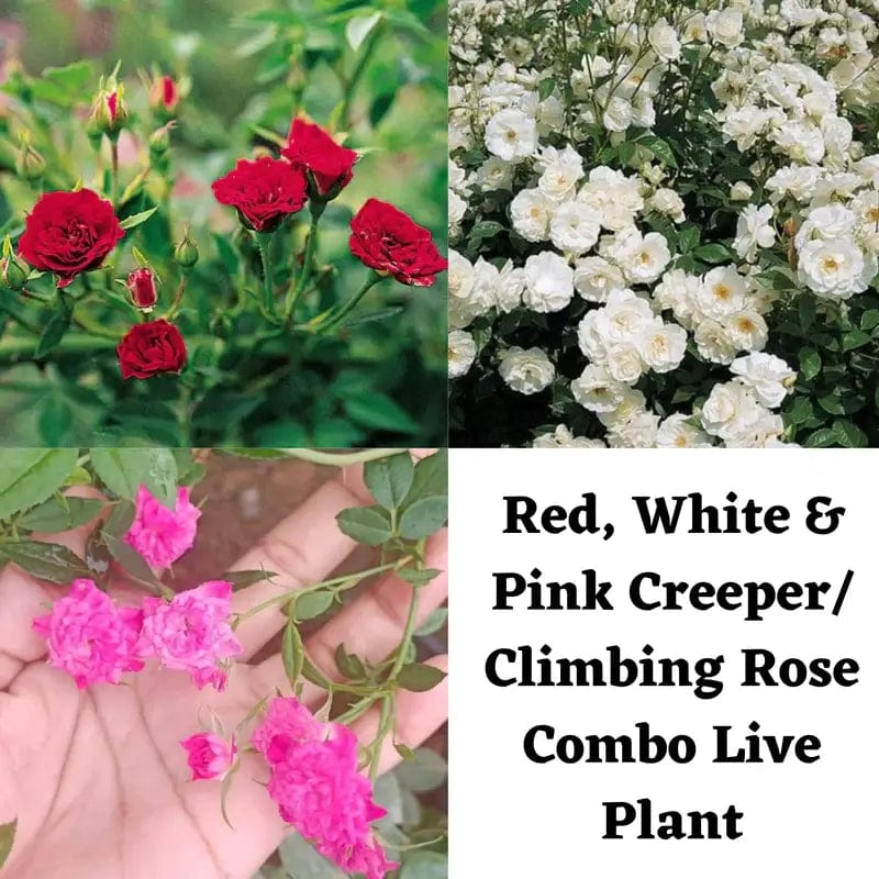 Red, White &amp; Pink Creeper/ Climbing Rose Combo Live Plant