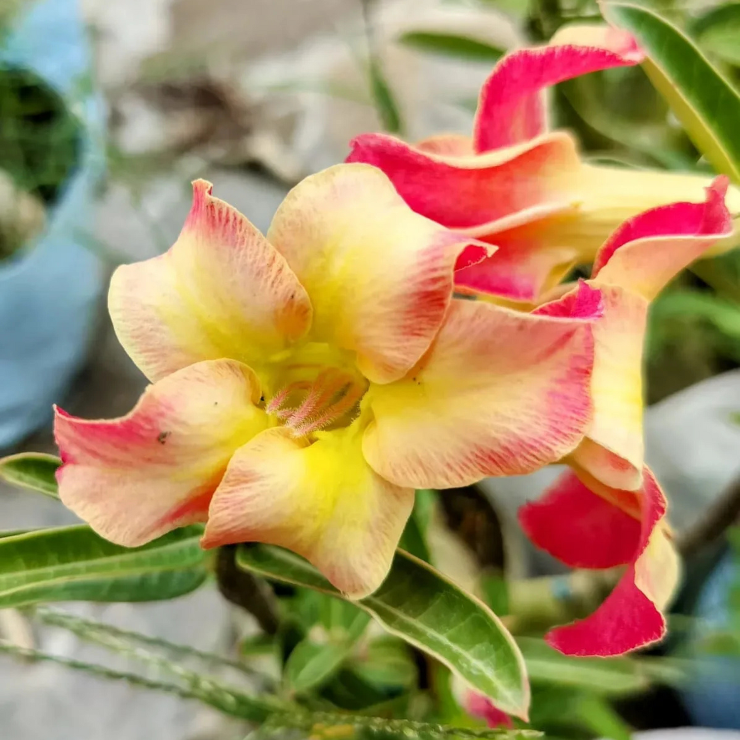 Adenium 444 Flowering Live Plant