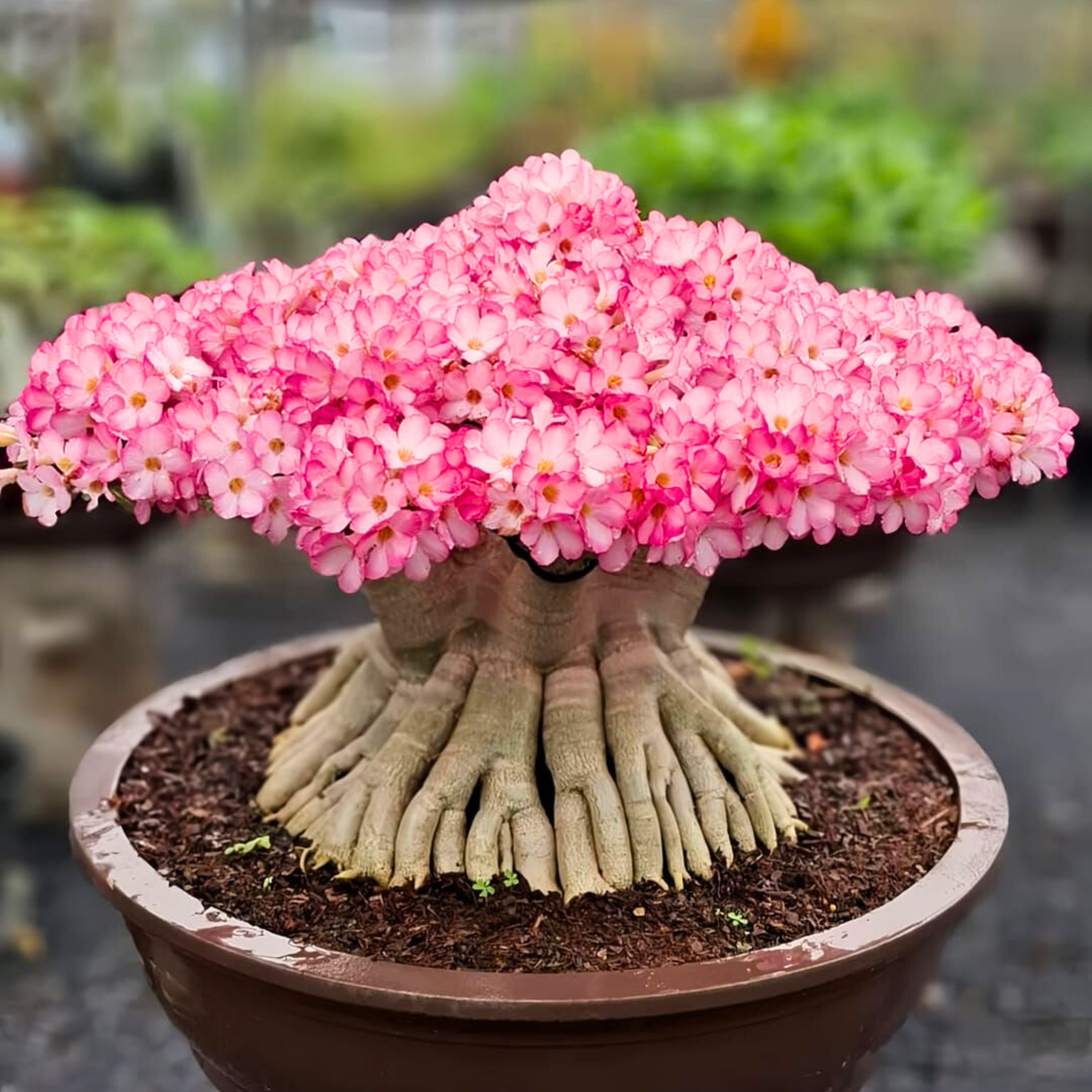 Adenium Arabicum Bonsai Flowering Live Plant