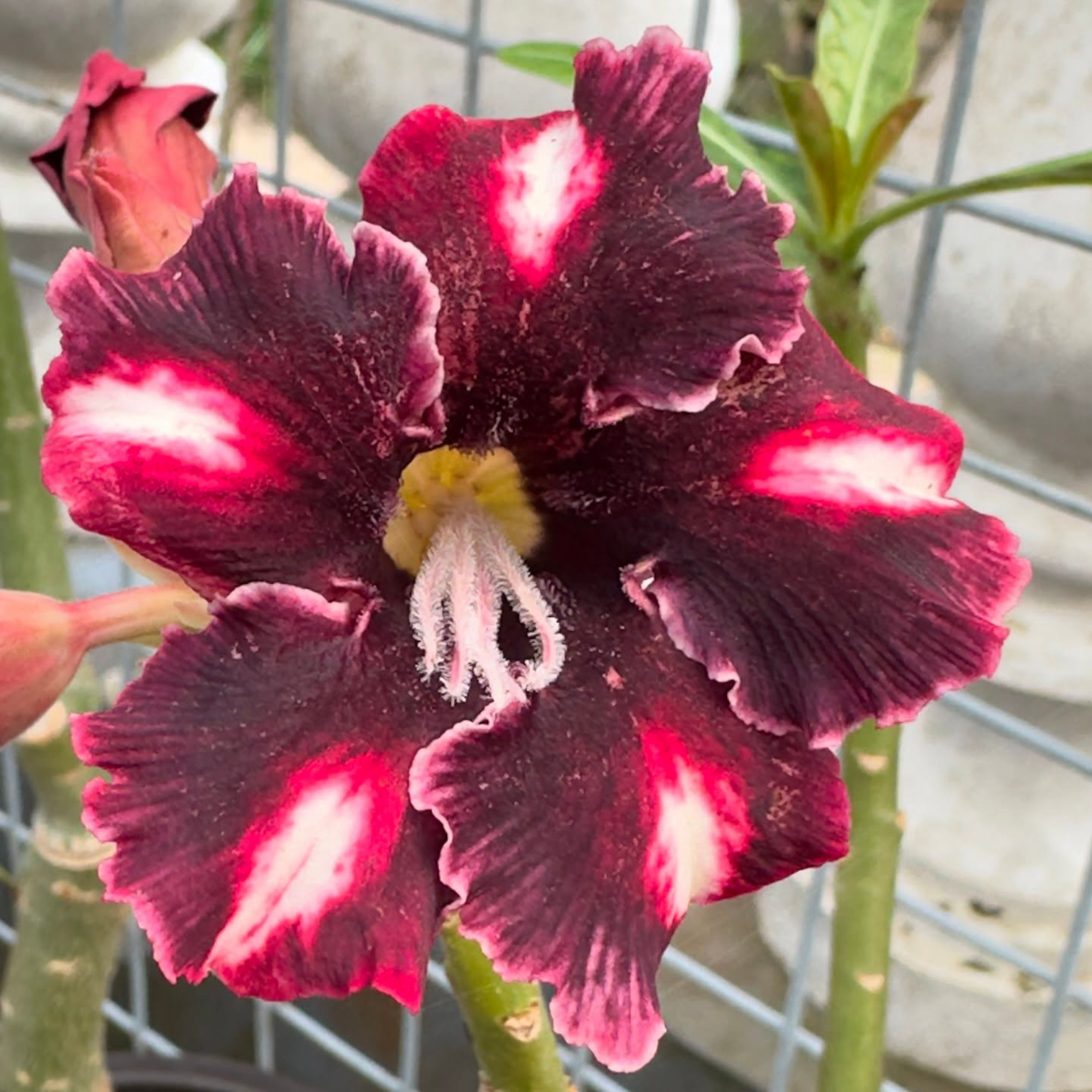 Adenium Coffee (Single Petal) Flowering Live Plant