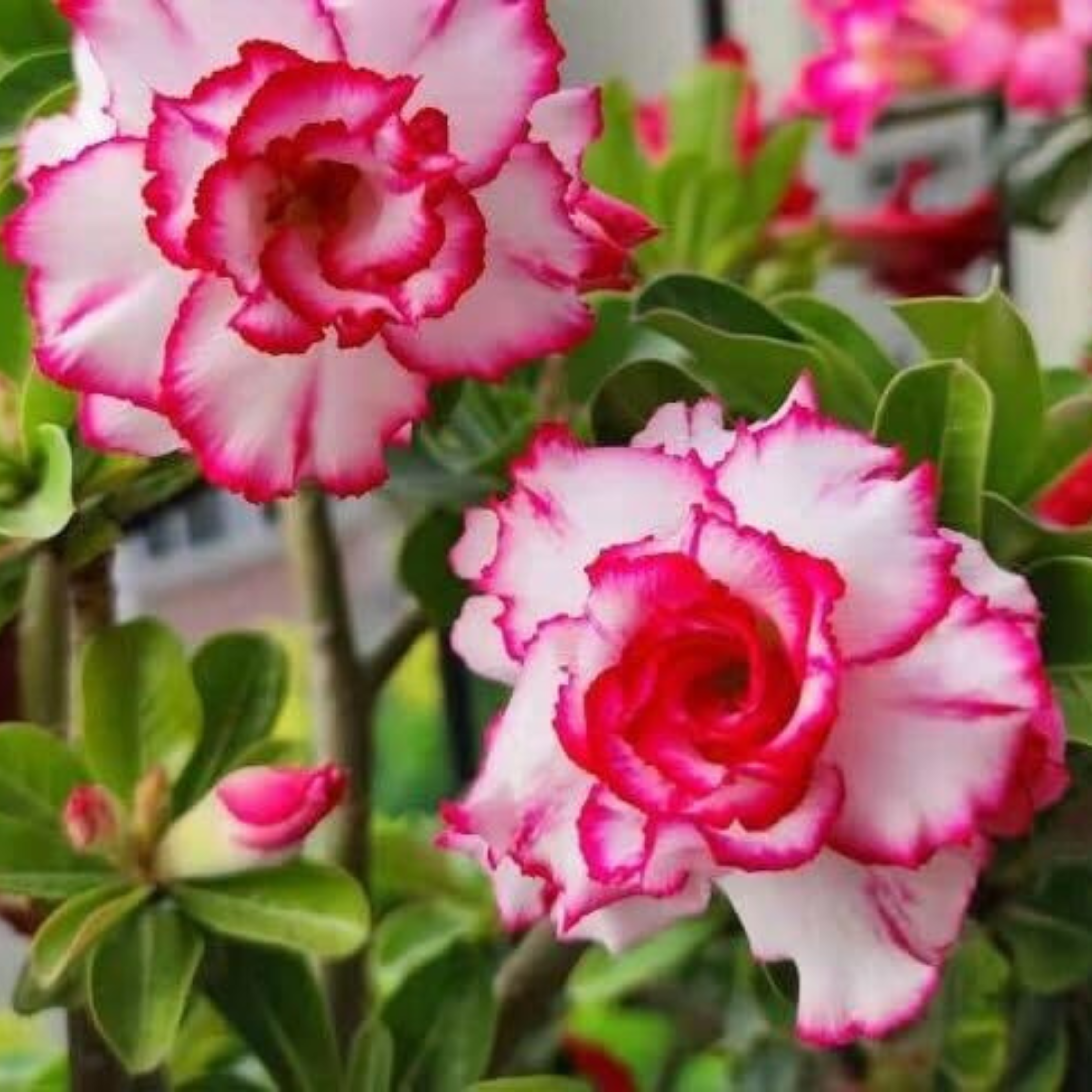 Adenium Rosy 343 Flowering Live Plant